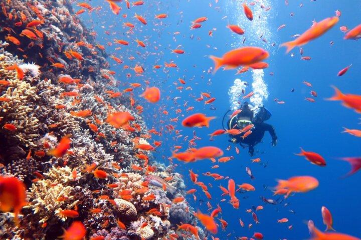 3 Fun Dives King Cruiser Wreck and Koh DokMai for Certified diver
