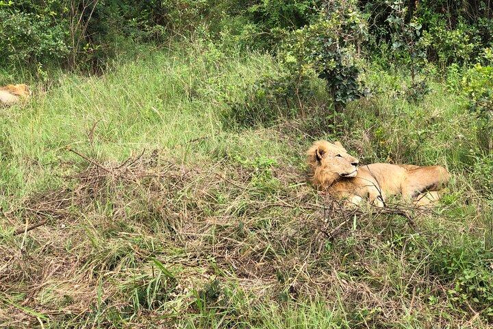 7 Days Safari in Kenya: Masai Mara, Nakuru and Amboseli