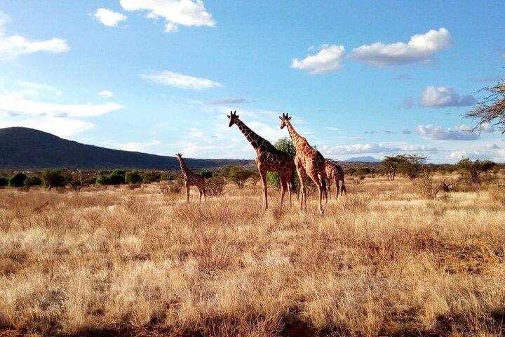7 Days Safari in Kenya: Masai Mara, Nakuru and Amboseli