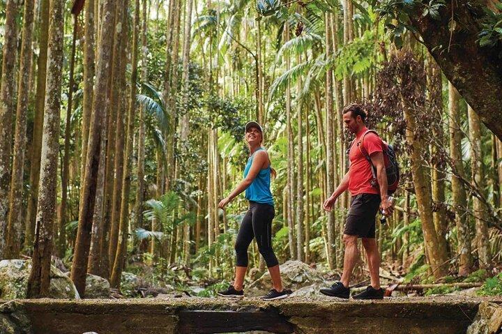 Gold Coast: HOHO - Tamborine Rainforest Skywalk + Glow Worm Caves