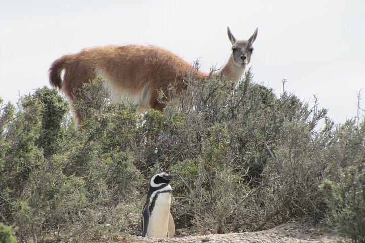 Full-day excursion to Punta Tombo Natural Penguin Park