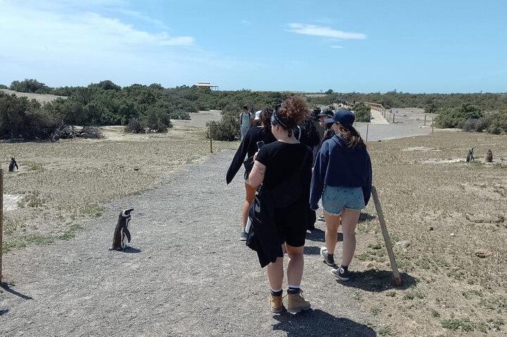 Full-day excursion to Punta Tombo Natural Penguin Park
