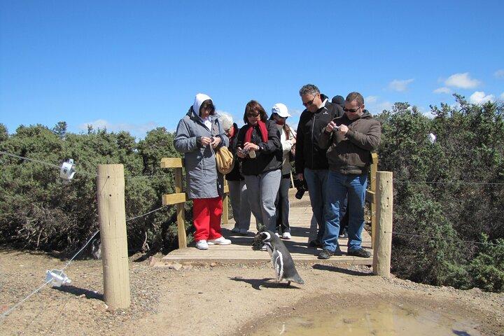 Full-day excursion to Punta Tombo Natural Penguin Park