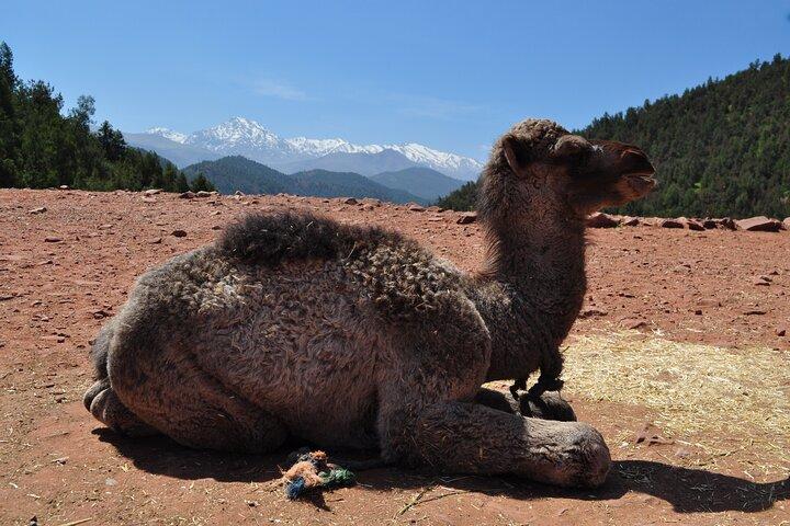 2 Days Tour to Fint Oasis and Route Of 1000 Kasbahs In Ouarzazate