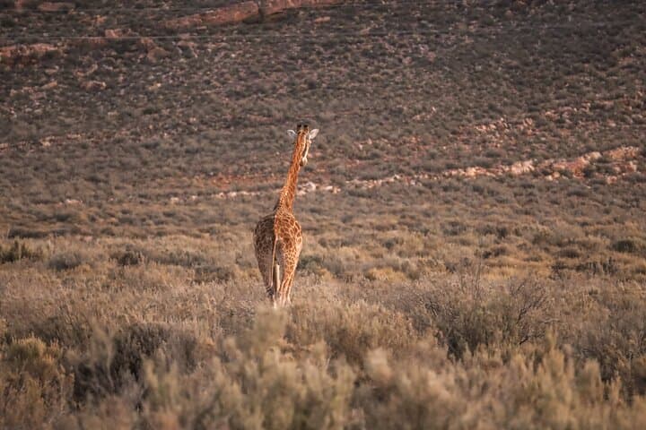 Cape Town Aquila Afternoon Safari with transport and lunch