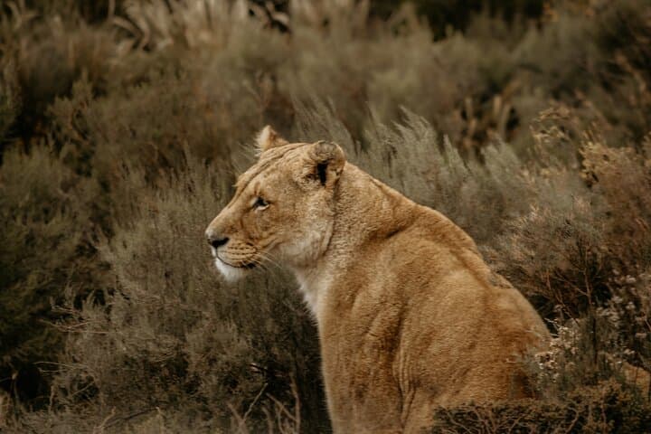 Cape Town Aquila Afternoon Safari with transport and lunch