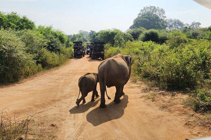 Udawalawe National Park Safari | From Hambantota Port