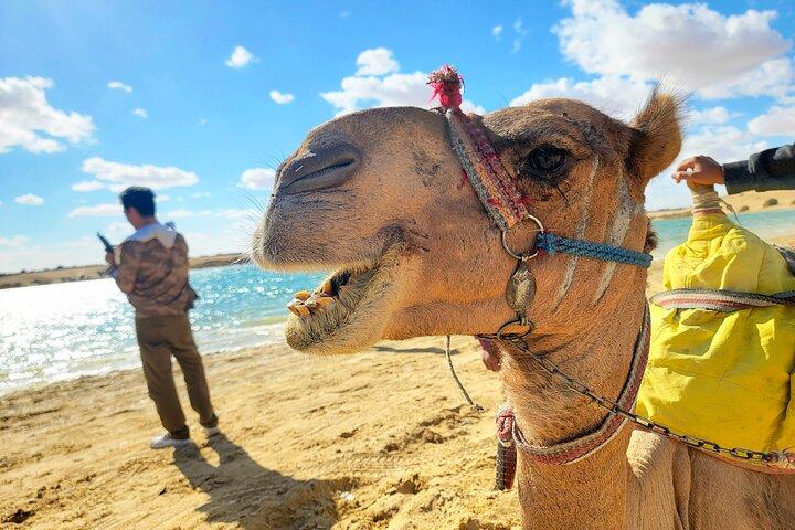 Private Tour Faiyum Oasis