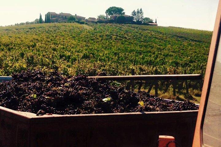 Montepulciano: Wine Tour and tasting