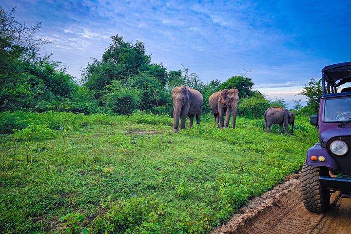 Udawalawe National Park Private Safari Tour