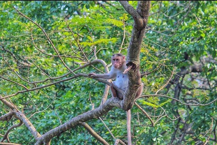 Sanjay Gandhi National Park and Kanheri Caves Day Private Tour