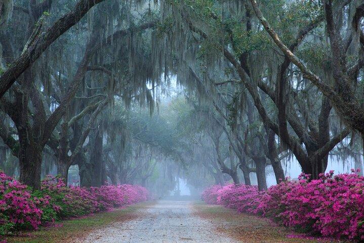 2-Hour Bonaventure Cemetery Walking Tour