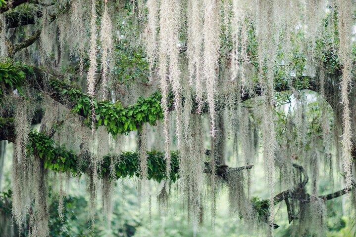 2-Hour Bonaventure Cemetery Walking Tour