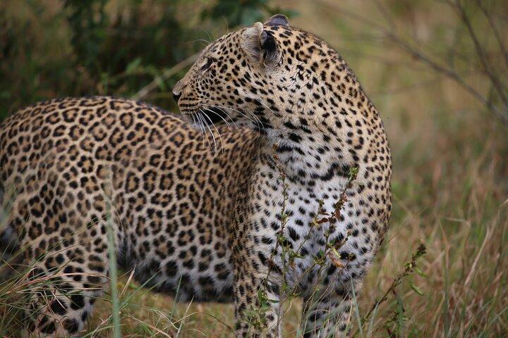 3 Days Maasai Mara Budget Safari From Nairobi