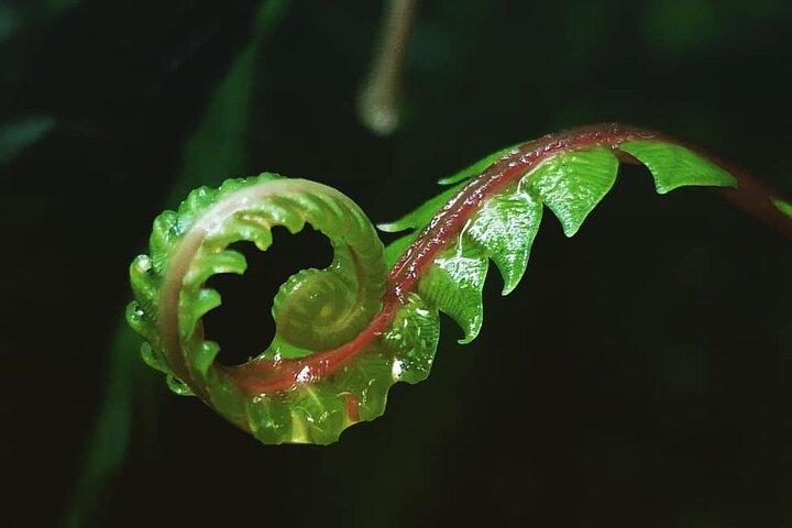 Monteverde Cloud Forest hanging bridges Nature Tour