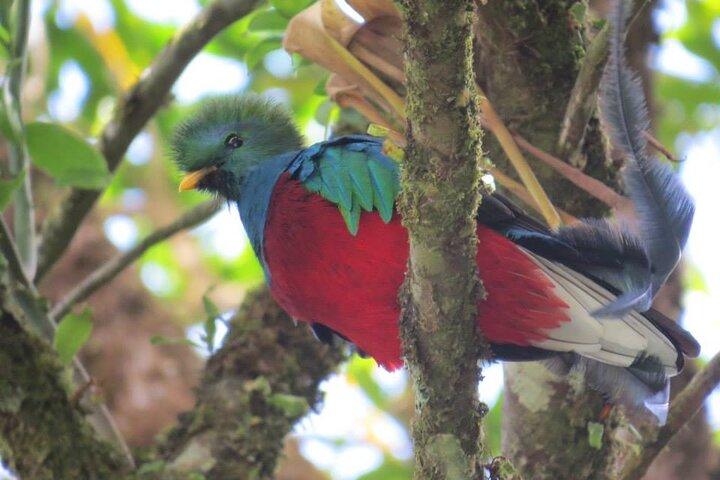 Monteverde Cloud Forest hanging bridges Nature Tour