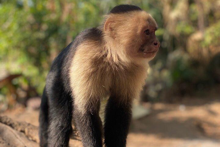 Monkey Crocodile Sloths and Beach Experience