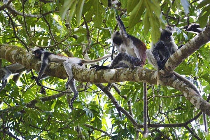 Zanzibar Private Tour National Park Jozani forest and Spice farm
