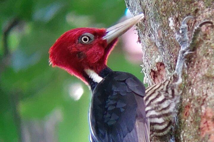 Best Monteverde Bird Watching Tour Curi-Cancha Reserve