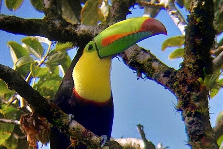 Best Monteverde Bird Watching Tour Curi-Cancha Reserve