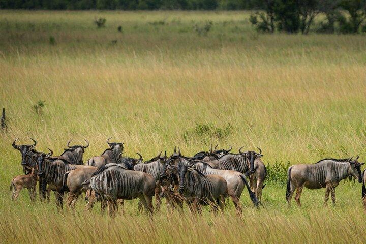 1-Day Mikumi National Park Fly-In Safari from Zanzibar