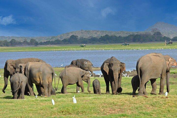 Day Excursions to Minneriya National Park Safari From Colombo