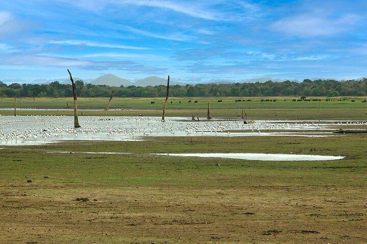Day Excursion to Yala National Park From Colombo