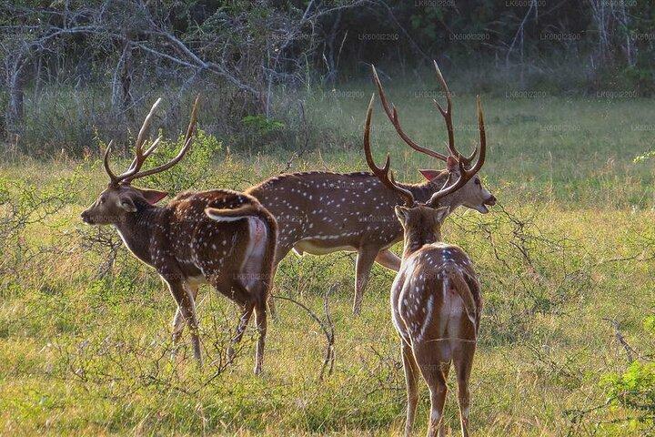 Day Excursions to Minneriya National Park Safari From Colombo