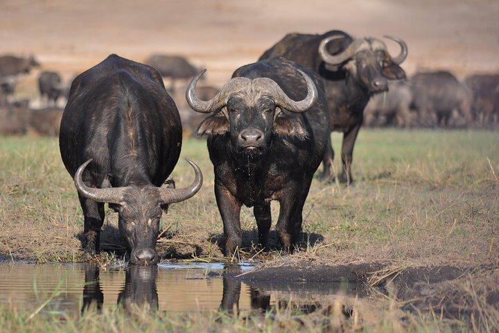 Day Excursions to Minneriya National Park Safari From Colombo