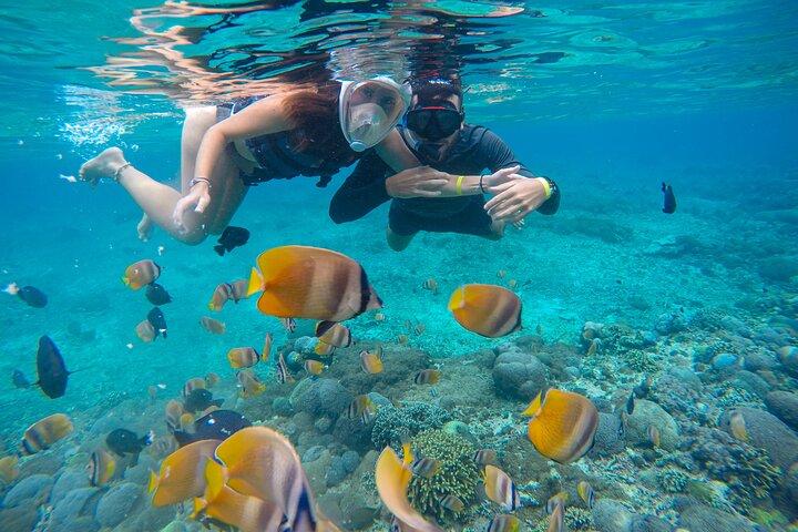 Lovina Dolphin Watching, Swimming, and Snorkeling Experience