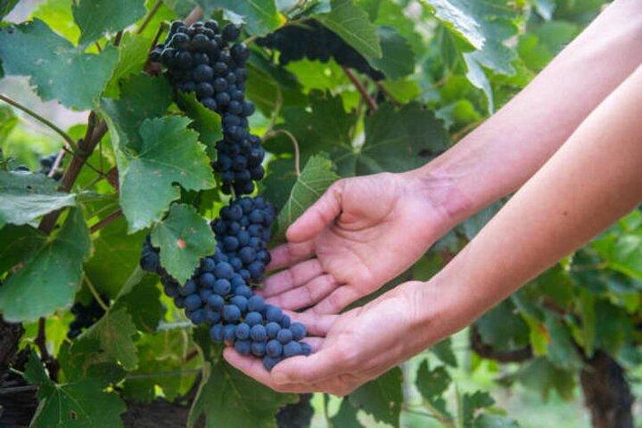 Cafayate Wine Trail Excursion: Explore Salta's Vineyards