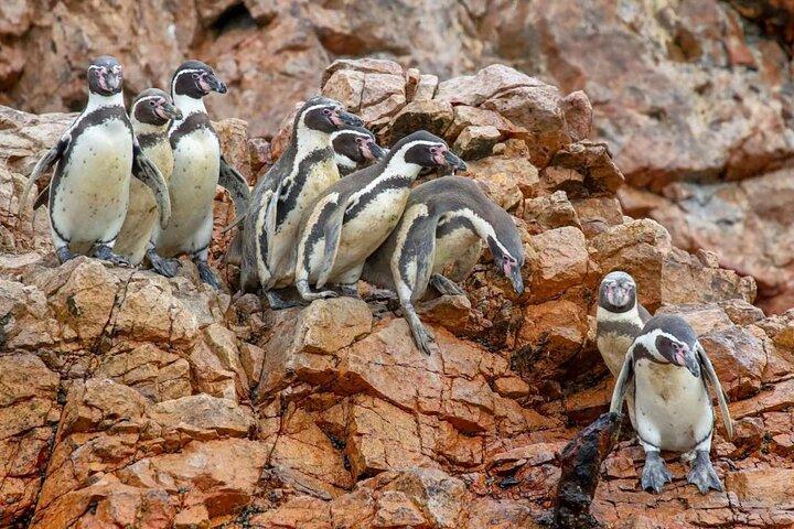 Islas Ballestas - Paracas Boat Tour at the Galapagos of Peru
