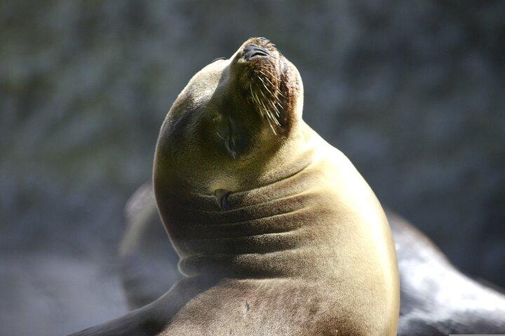 Islas Ballestas - Paracas Boat Tour at the Galapagos of Peru