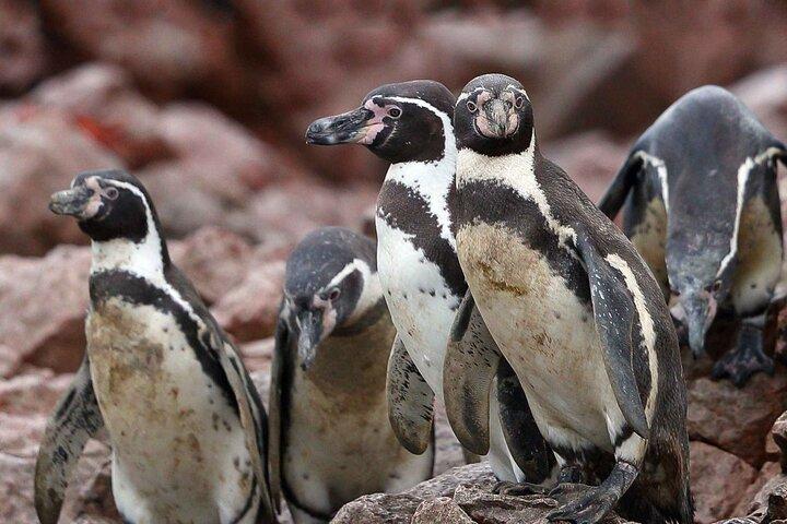 Full Day Tour to Visit Ballestas Islands and Paracas Reserve