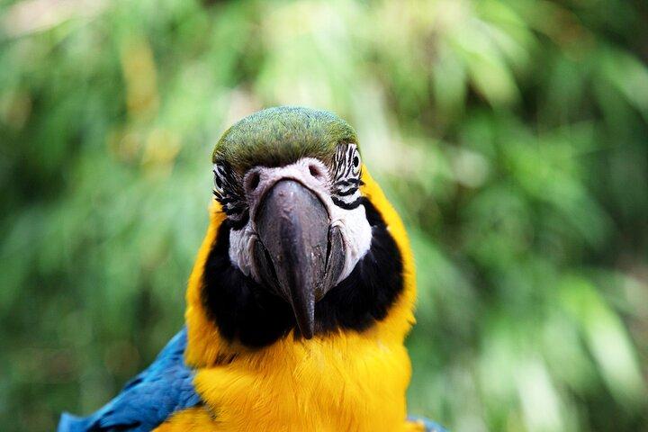 Buenos Aires: Temaiken Biopark Tour