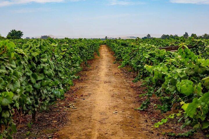 Ica : Wine & Pisco Tasting Tour - Wineward near Huacachina