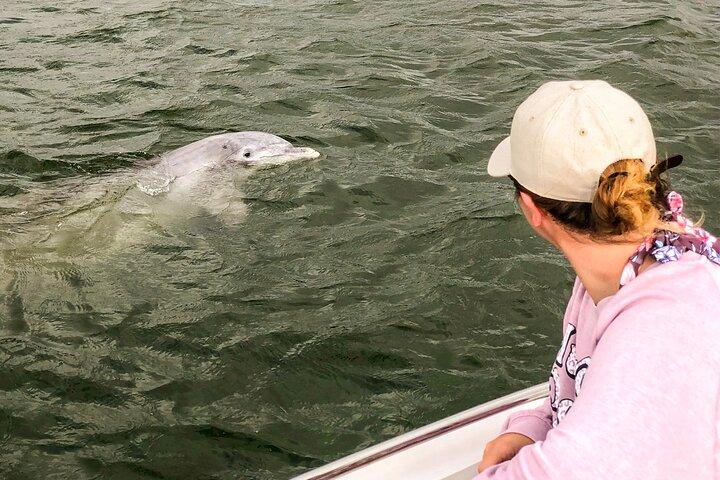 90 Minute Hilton Head Dolphin and Nature Cruise