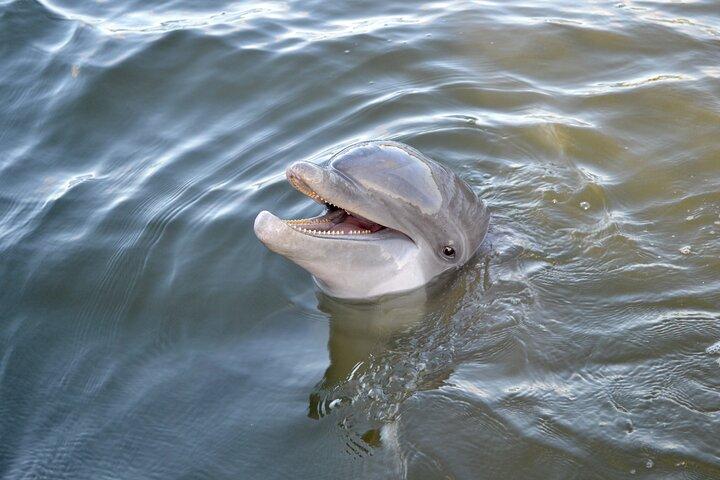90 Minute Hilton Head Dolphin and Nature Cruise