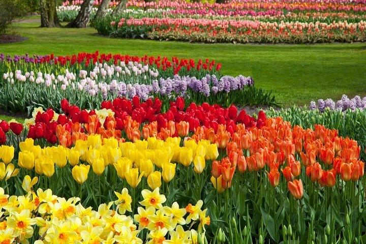 Amsterdam: Keukenhof Tulip Gardens and Giethoorn with Boat Tour