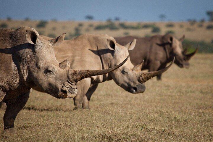4 Days Ol Pejeta Aberdare and Solio Ranch Safari by 4x4 Jeep