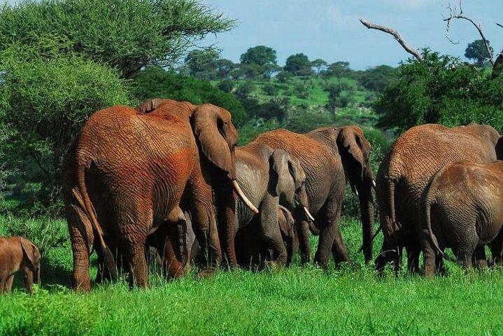Tarangire Serengeti and Ngorongoro 4 Day Tour