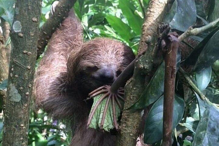 Rio Celeste + Park + Sloth Sanctuary + Chocolate Coffee