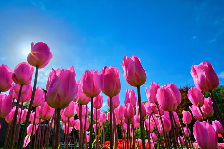 Keukenhof Tulip Gardens and Fields Tour From Amsterdam
