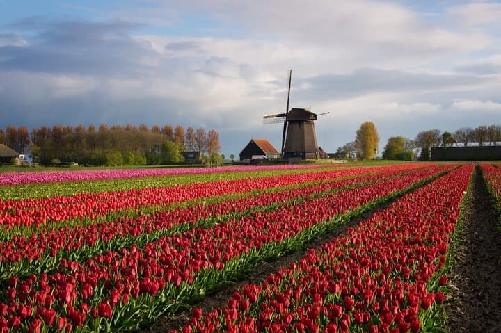 Keukenhof Tulip Gardens and Fields Tour From Amsterdam