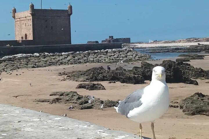 Essaouira Day Trip from Marrakech