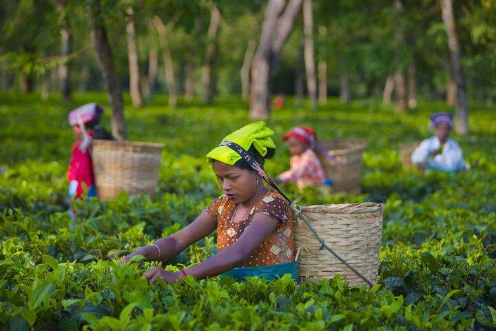 Kiambethu Tea Farm Tour and Lunch From Nairobi