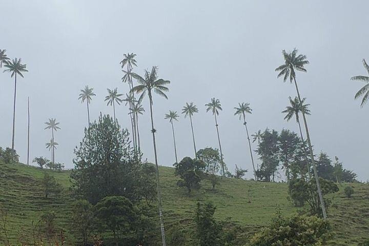 Private Tour to Salento, Cocora Valley and Philandia