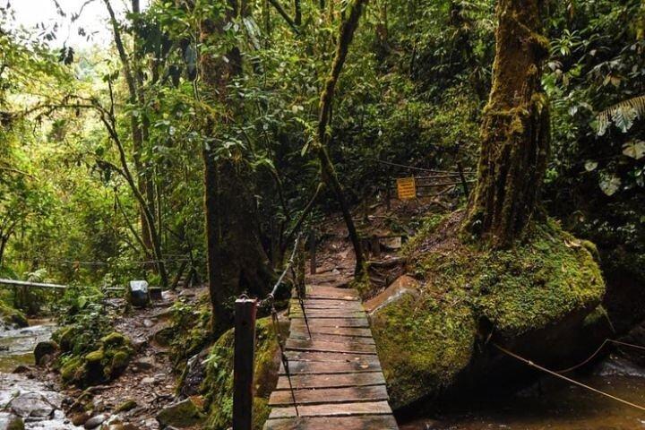 Private Tour to Salento, Cocora Valley and Philandia