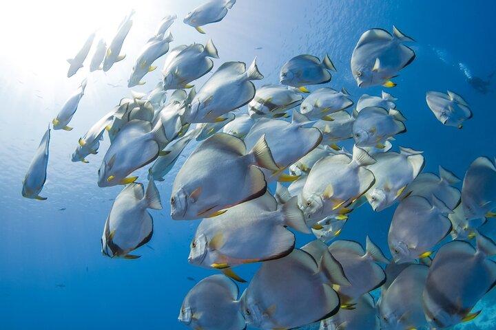 From Sharm: Ras Mohammed Snorkeling Trip, Magic Lake & Allah Gate