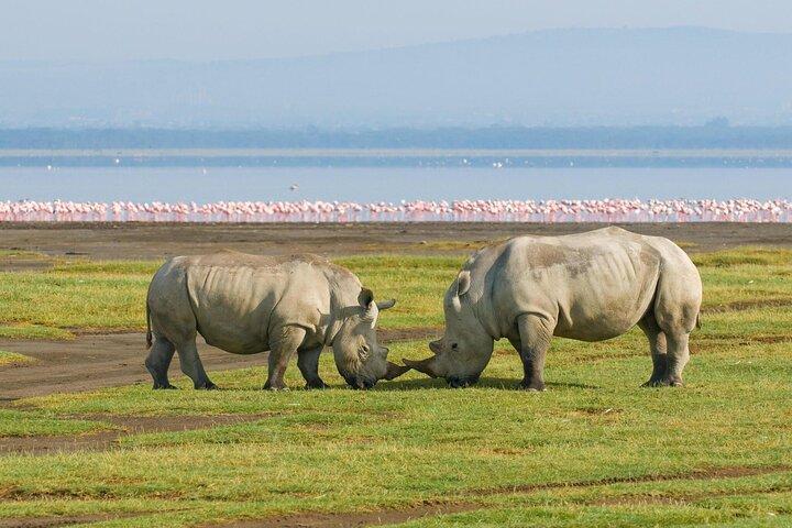 African Wildlife Safari 7 Days